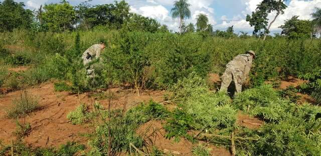 Pol&iacute;cia paraguaia devasta 6 toneladas de maconha em lavoura no meio da floresta