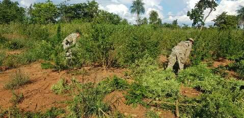 Polícia paraguaia devasta 6 toneladas de maconha em lavoura no meio da floresta