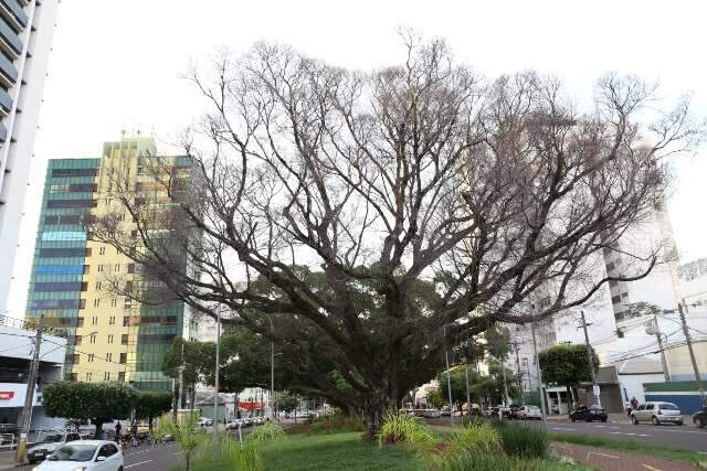 Com risco de queda, figueira centen&aacute;ria ser&aacute; arrancada da Avenida Afonso Pena 