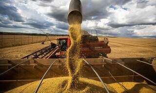 Colheita de soja em propriedade rural brasileira; apesar de redução na colheita de grãos, produção deve ser recorde. (Fotos: Agência Brasil)