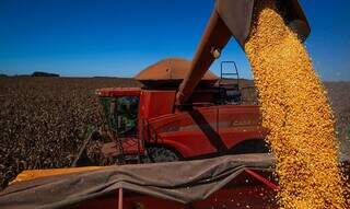 Produção de milho segunda safra deve ser de quase 33% superior à colheita passada do grão