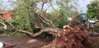 Ventos e chuva forte fizeram derrubar árvore. (Foto: Notícias do Cerrado)
