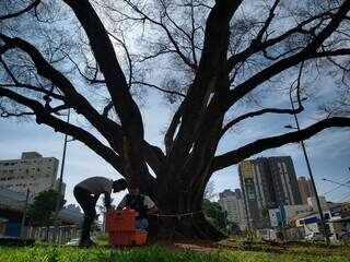 Profissionais realizando &#34;exames&#34; na árvore gigante. (Foto: Cleber Gellio)