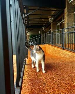 O gato durante um dos passeios pelas depedências do hotel. (Foto: Arquivo pessoal)