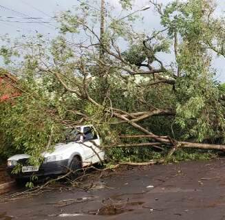 Chuvas fortes derrubam árvore sobre carro e provocam queda de energia em Ribas