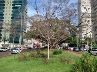 Árvore embeleza região central de Campo Grande por mais de 100 anos. (Foto: Cleber Gellio)