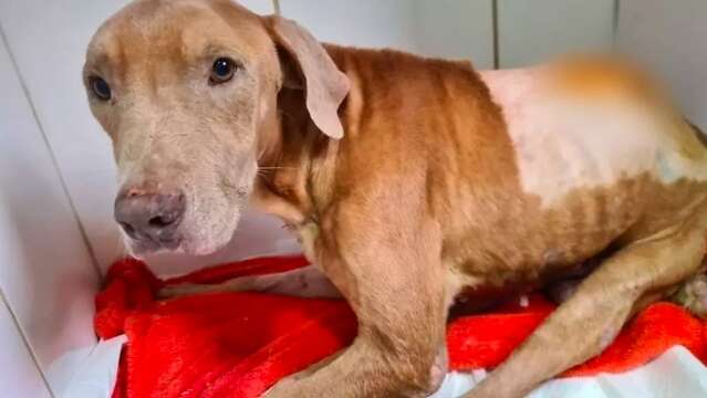 MP quer abrir inqu&eacute;rito para identificar motorista que deixou c&atilde;o parapl&eacute;gico
