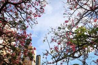 Flores das paineiras embelezam cenário na Avenida Fernando Corrêa da Costa. (Foto: Henrique Kawaminami)