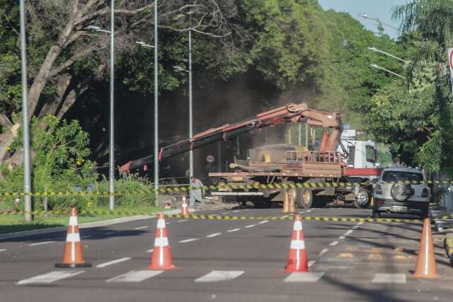 Figueira centen&aacute;ria vira adubo e para o tr&acirc;nsito da Avenida Afonso Pena 