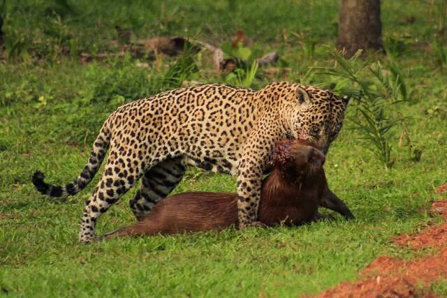 Fot&oacute;grafo do RJ se encanta com Pantanal e registra on&ccedil;a ca&ccedil;ando capivara