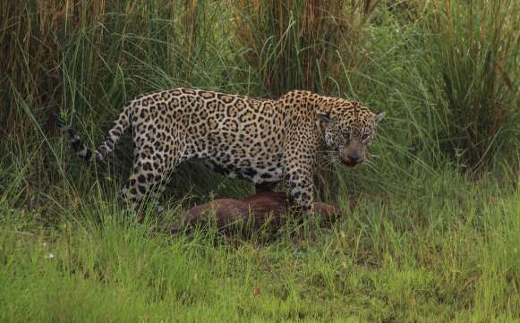 Até onça é cancelada na internet após matar capivara no Pantanal