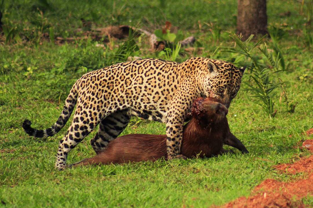 Até onça é cancelada na internet após matar capivara no Pantanal