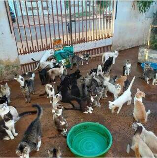 Animais que estão sem ração em abrigo. (Foto: Arcervo Pessoal)