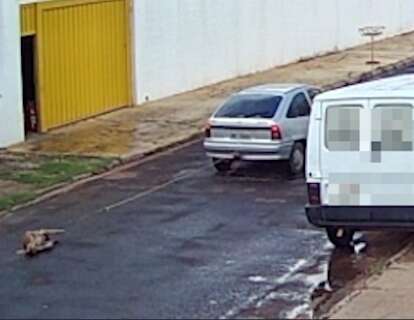 Câmera flagra motorista arrastando cachorro amarrado a carro na Vila Nhanhá