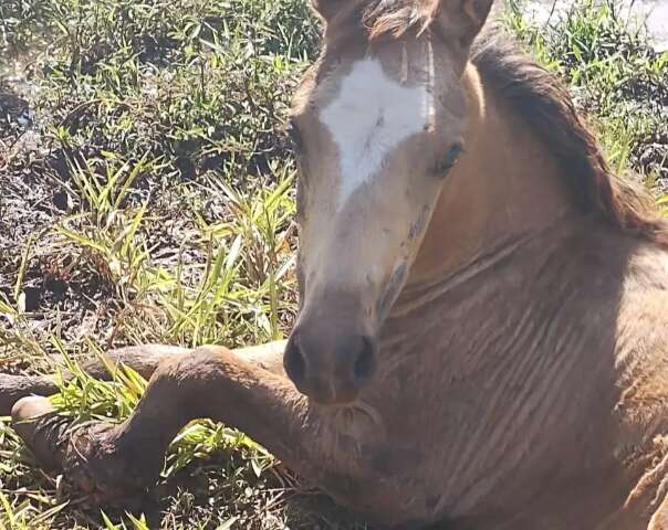 Homem é multado por manter cavalo preso em árvore e sem água em