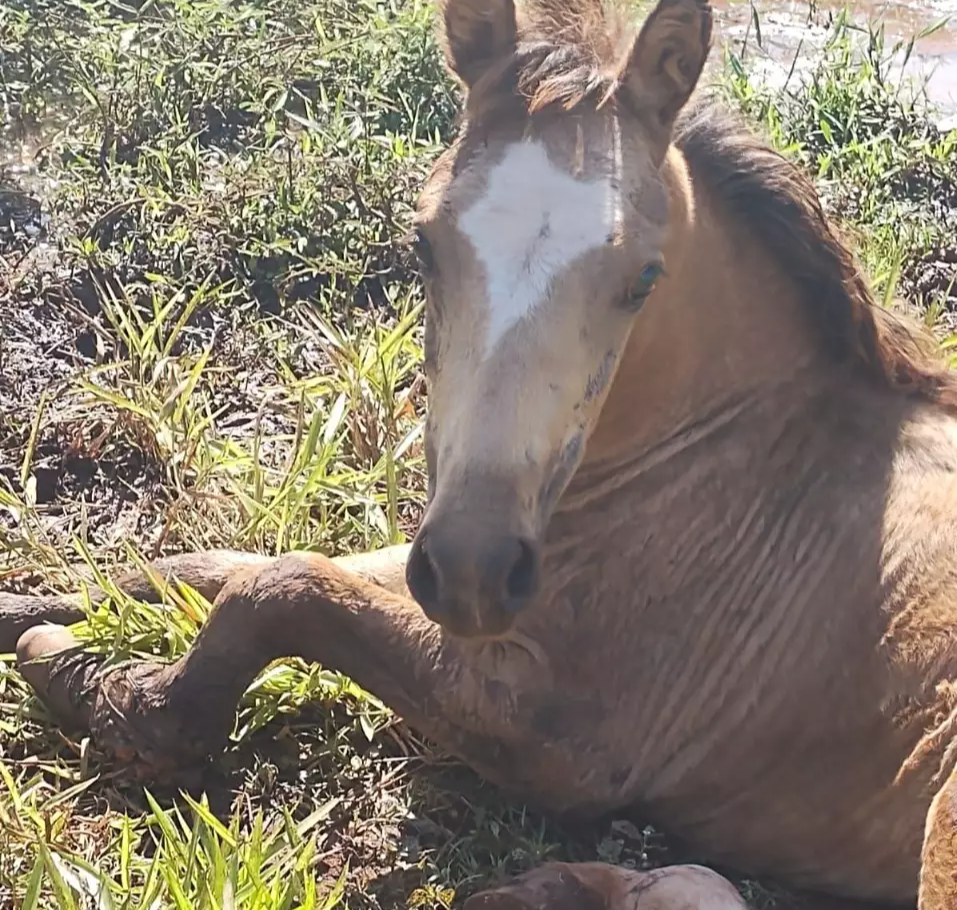 Homem é multado por “abandonar” cavalo com fratura exposta em