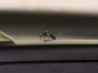 Mosquito Aedes Aegypti, vetor de arboviroses como a dengue. (Foto: Henrique Kawaminami)