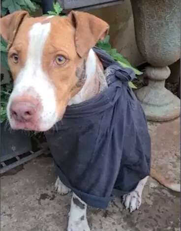 Dono mostra estado de Thor, c&atilde;o arrastado por corda presa a carro 