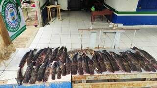Foram apreendidos 170 kg de pescado das espécies pintado, piranha, armal e curimbatá de vários tamanhos. (Foto: Divulgação PMA)