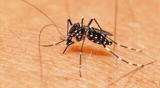 Mosquito Aedes aegypt, popularmente conhecido como &#34;mosquito da dengue&#34;. (Foto: Governo de MS / Divulgação)