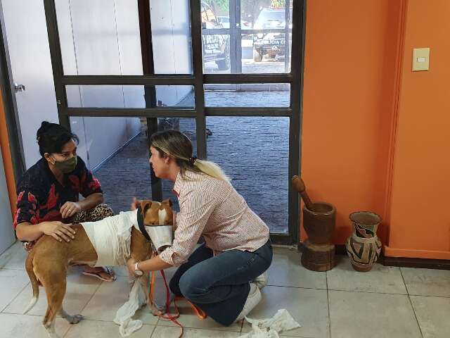 Dono de Thor, c&atilde;o arrastado por corda amarrada em carro, presta depoimento