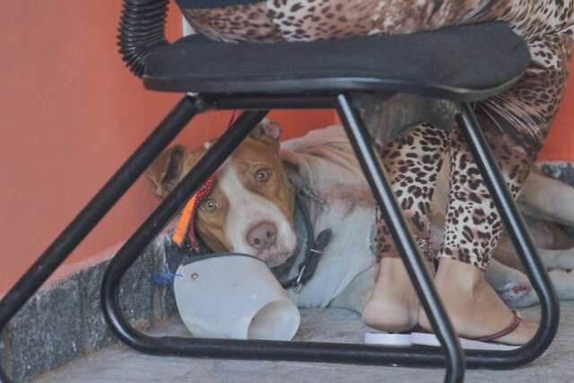 Cachorro arrastado por carro tem ferida com m&uacute;sculo exposto e ser&aacute; internado