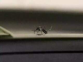 Mosquito Aedes aegypti. (Foto: Henrique Kawaminami)