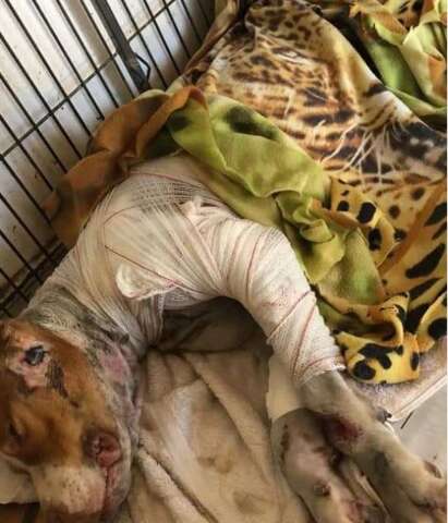Internado, Thor recebe cuidados 24h e n&atilde;o vai retornar para o dono 