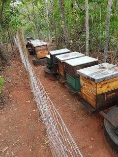 Colmeias protegidas com tela em apiário. (Foto: Adriano Adames)