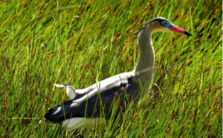 Maria-faceira é uma das aves que visita o entorno do lago da UFMS. (Foto: Reprodução)