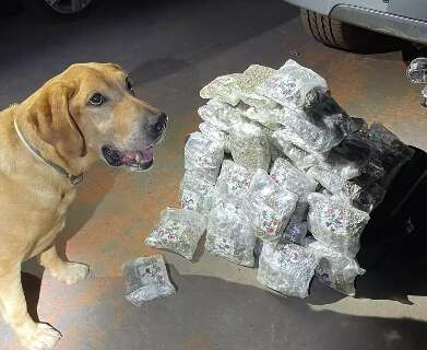 Em pouco mais de 5 segundos, cão Ozzy encontra mala com 11,3 kg de supermaconha