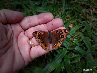 A delicadeza e o cuidado presentes na interação entre homem e borboleta. (Foto: Wilmar Carrrilho)
