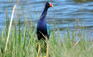 O frango-d’água-azul é visitante ocasional no Lago do Amor. (Foto: Reprodução/Rudi Laps)