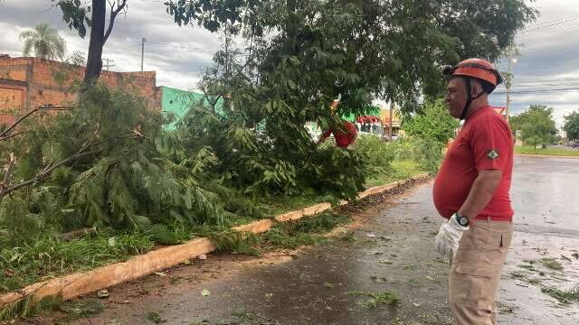 Ventania derruba &aacute;rvore e at&eacute; port&atilde;o de terreno na Avenida Marajoara