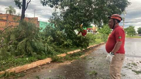 Ventania derruba árvore e até portão de terreno na Avenida Marajoara