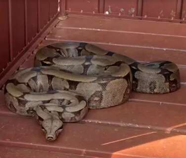 Serpente de dois metros &eacute; capturada em quintal de resid&ecirc;ncia na Capital