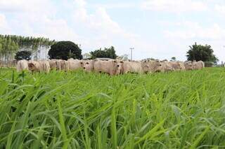 Campo experimental de novas cultivares de pastagem da Embrapa-Gado de Corte, em Campo Grande (MS); curso terá duração de 22 horas. (Foto: Arquivo/Embrapa)