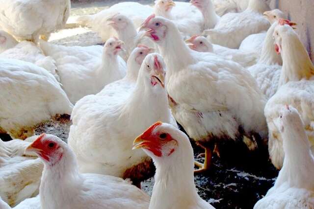 Preço médio do frango cresce mais de 24% no primeiro trimestre de 2022 em MS