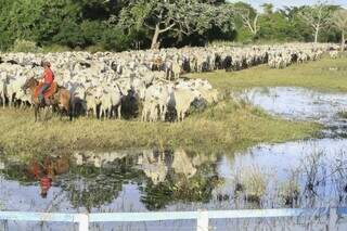 Rebanho de bovinos em propriedade rural no Pantanal. (Foto: Divulgação/Semagro)