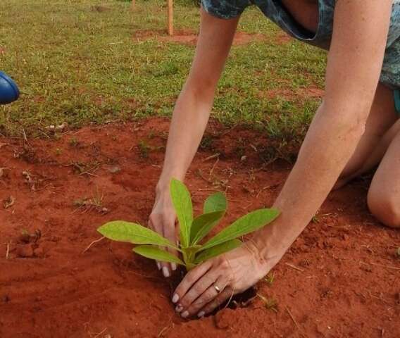 Instituto faz campanha para plantar mil mudas em homenagem &agrave;s m&atilde;es
