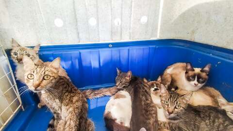 Mulher &eacute; presa na Capital por manter 15 gatos em casa sob &quot;p&eacute;ssimas condi&ccedil;&otilde;es&quot;