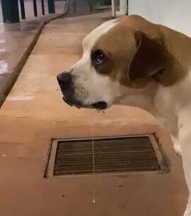 MP pede investiga&ccedil;&atilde;o sobre atropelamento de cachorro em universidade
