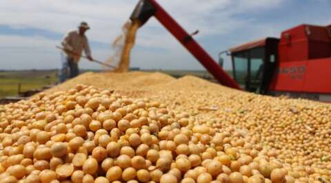 Safra de soja frustrada gera perdas na economia de MS e preocupa produtores