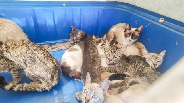 Presa por maus-tratos a 16 gatos, mulher &eacute; solta, mas n&atilde;o pode mais ter animais