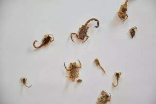 Escorpiões encontrados em uma residência de Campo Grande. (Foto: Arquivo)