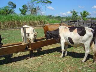 Vacas leiteiras recebem suplementação no cocho em propriedade brasileira; preço de insumos encarecem a produção. (Foto: Arquivo/Embrapa CNPGL)