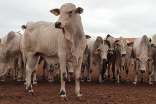 Rebanho bovino em fazenda de MS (Foto: Divulgação/Famasul)