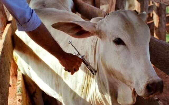 Vacinação contra febre aftosa começa neste domingo com calendário invertido