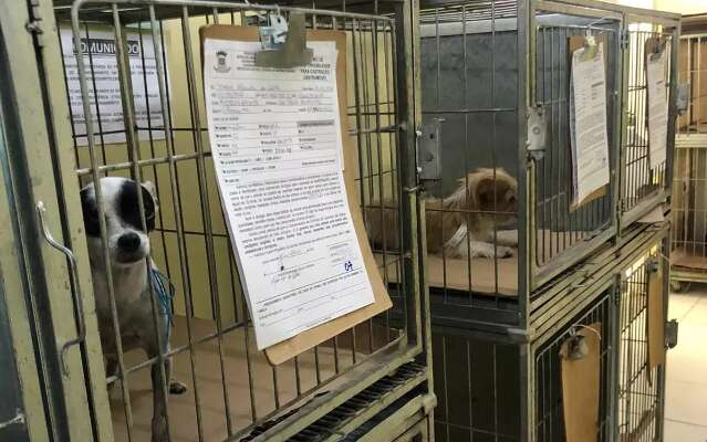 Mais 20 animais s&atilde;o castrados em a&ccedil;&atilde;o itinerante na Vila Fernanda