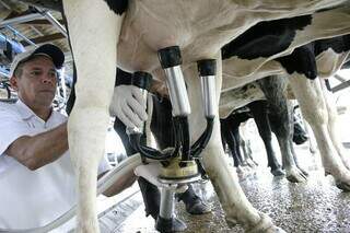 Captação de leite em propriedade rural. (Foto: Alcides Okubo Filho/Embrapa Gado de Leite)